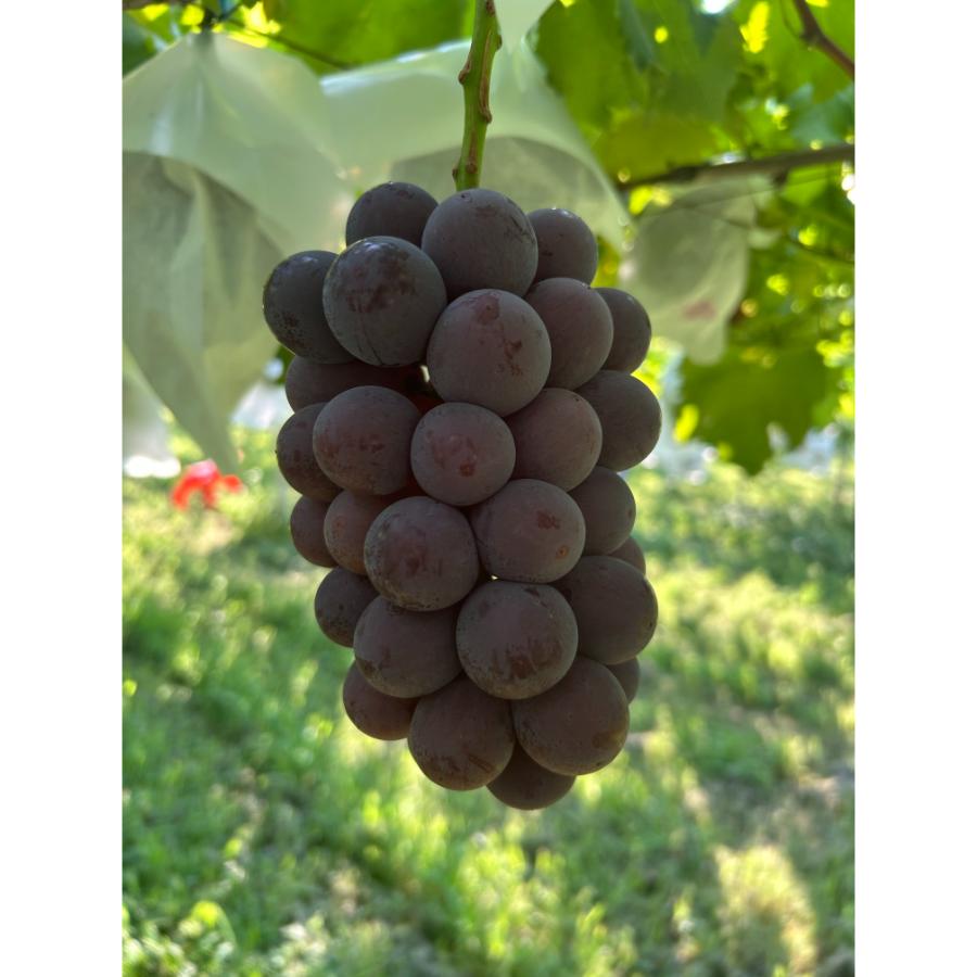 <小川ぶどう園>特撰「巨峰」(種無し)2房