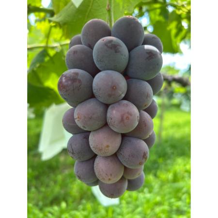 <小川ぶどう園>特撰「巨峰」(種無し)2房