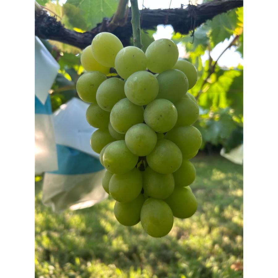 <小川ぶどう園>特撰「黄玉」(種無し)2房
