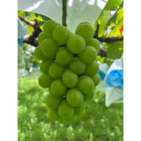 ＜小川ぶどう園＞特撰「黄玉」（種無し）２房