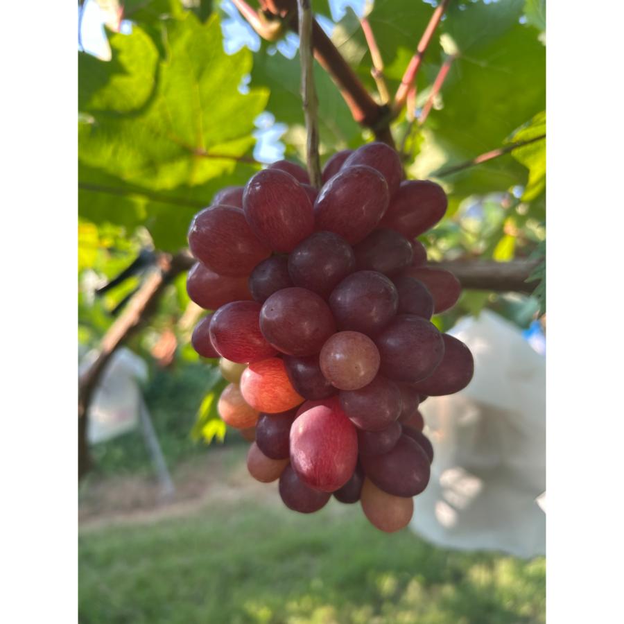 <小川ぶどう園>特撰「クイーンセブン」(種無し)2房