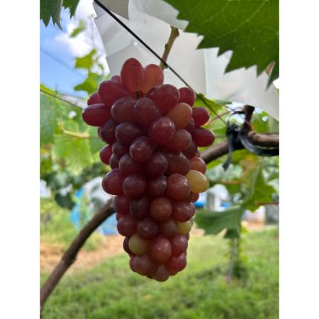 ＜小川ぶどう園＞特撰「クイーンセブン」（種無し）２房