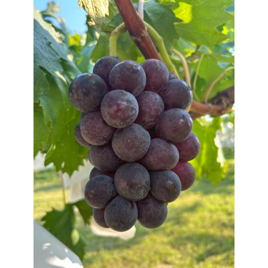 <小川ぶどう園>特撰「ブラックビート」(種無し)2房