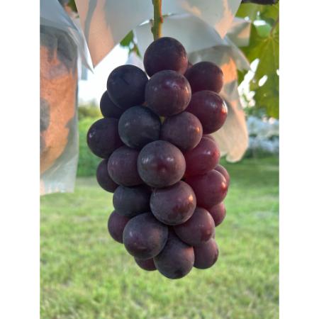 ＜小川ぶどう園＞特撰「ブラックビート」（種無し）２房