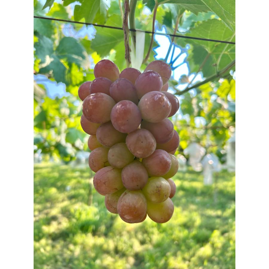 <小川ぶどう園>特撰「スカーレット」(種無し)2房