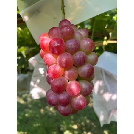 ＜小川ぶどう園＞「コトピー」（種無し）２房