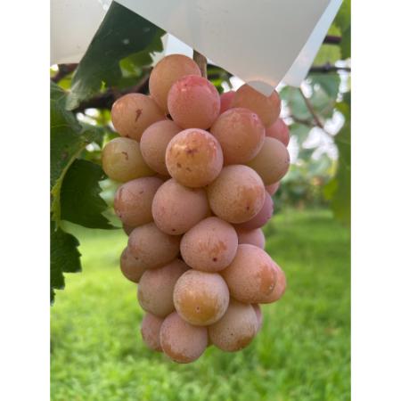 ＜小川ぶどう園＞特撰「クイーンニーナ」（種無し）２房