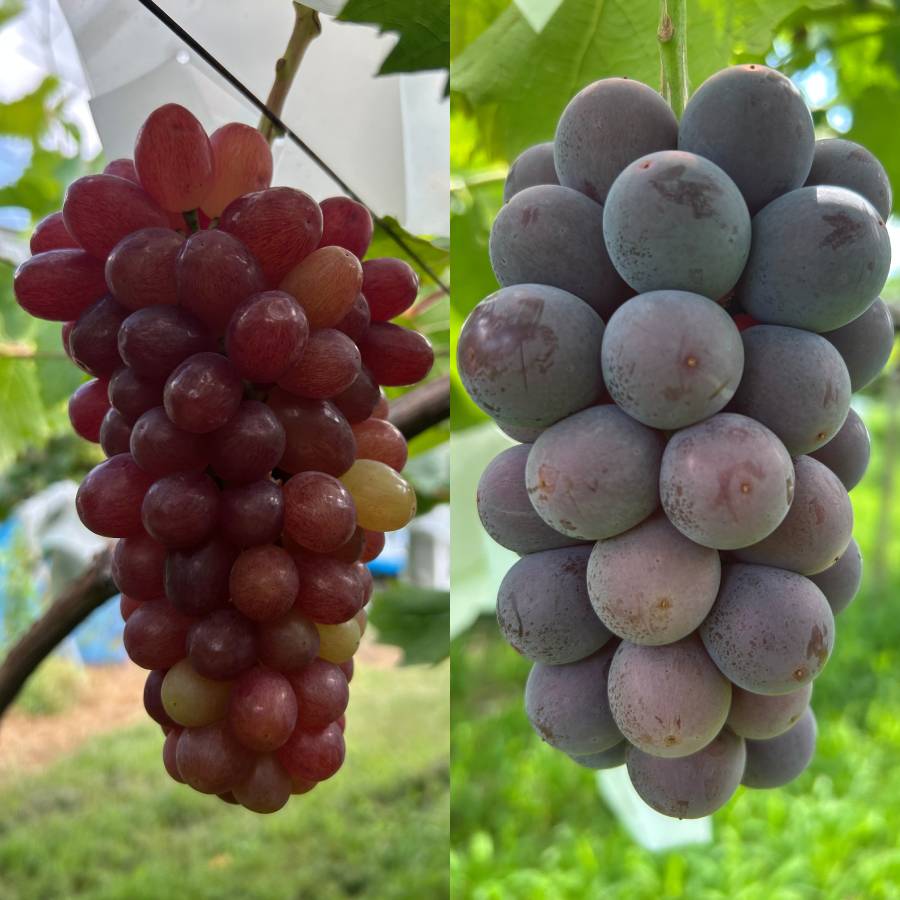 <小川ぶどう園>特撰「ぶどう」8種(巨峰・クイーンセブン・黄玉・ブラックビート・シャインマスカット・スカーレット・コトピー他)【4回定期便】