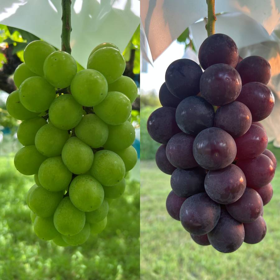 <小川ぶどう園>特撰「ぶどう」8種(巨峰・クイーンセブン・黄玉・ブラックビート・シャインマスカット・スカーレット・コトピー他)【4回定期便】