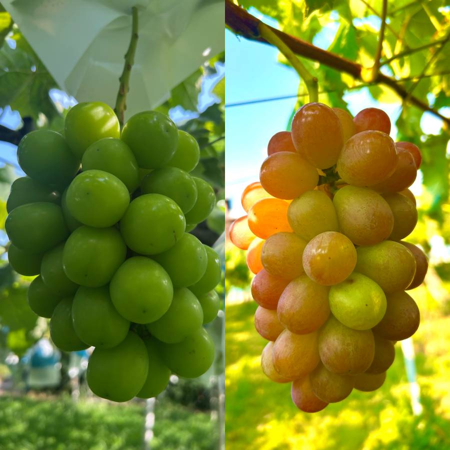 <小川ぶどう園>特撰「ぶどう」8種(巨峰・クイーンセブン・黄玉・ブラックビート・シャインマスカット・スカーレット・コトピー他)【4回定期便】