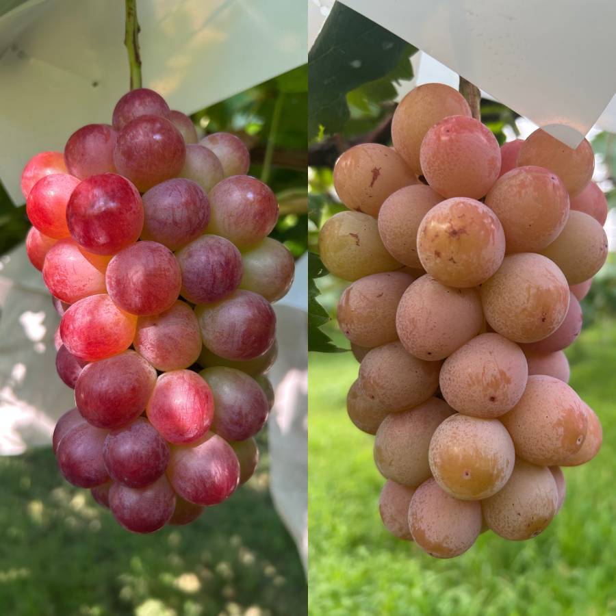 <小川ぶどう園>特撰「ぶどう」8種(巨峰・クイーンセブン・黄玉・ブラックビート・シャインマスカット・スカーレット・コトピー他)【4回定期便】