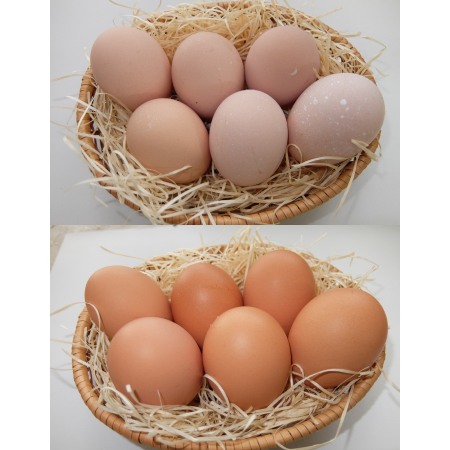 ＜山田養鶏＞「名古屋コーチン卵」＆「赤玉元気卵」各15個（計30個）