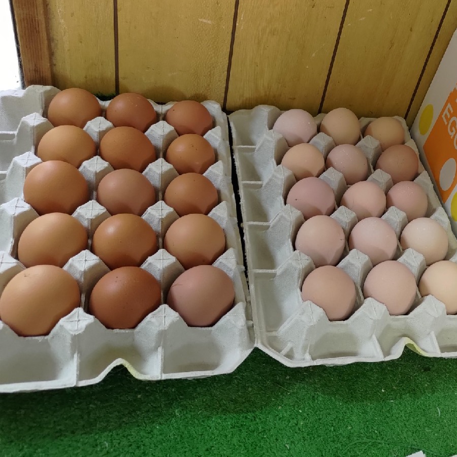 <山田養鶏>「名古屋コーチン卵」&「赤玉元気卵」各15個(計30個)【12ヵ月定期便】