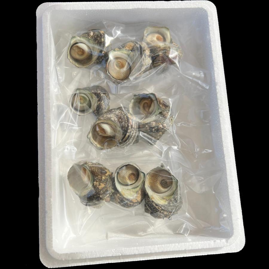 〈岬水産〉【味付き】天然「サザエつぼ焼き」3個入り×3（計9個）