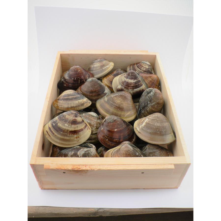 ＜マルタカ水産＞畜養「はまぐり」（４年もの）1kg