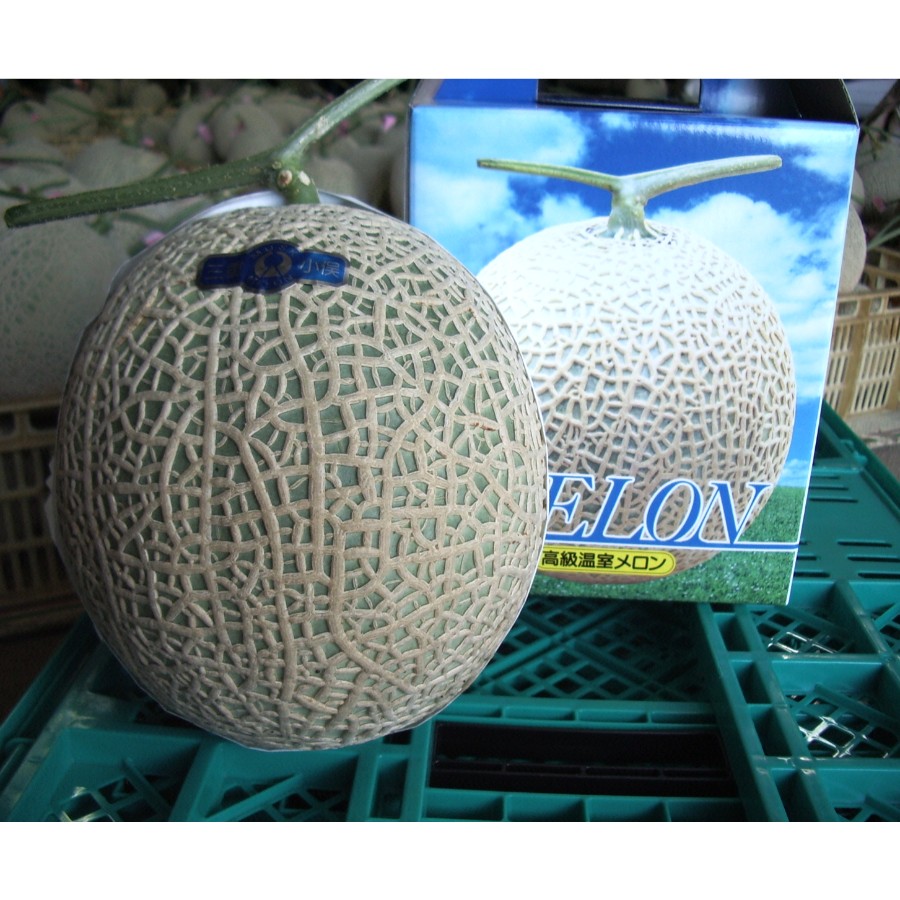 ＜こだわりのトマトとメロン作り谷口＞「とろとろめろん(R)」特撰（3Lクラス以上）1個 化粧箱入り　IM077