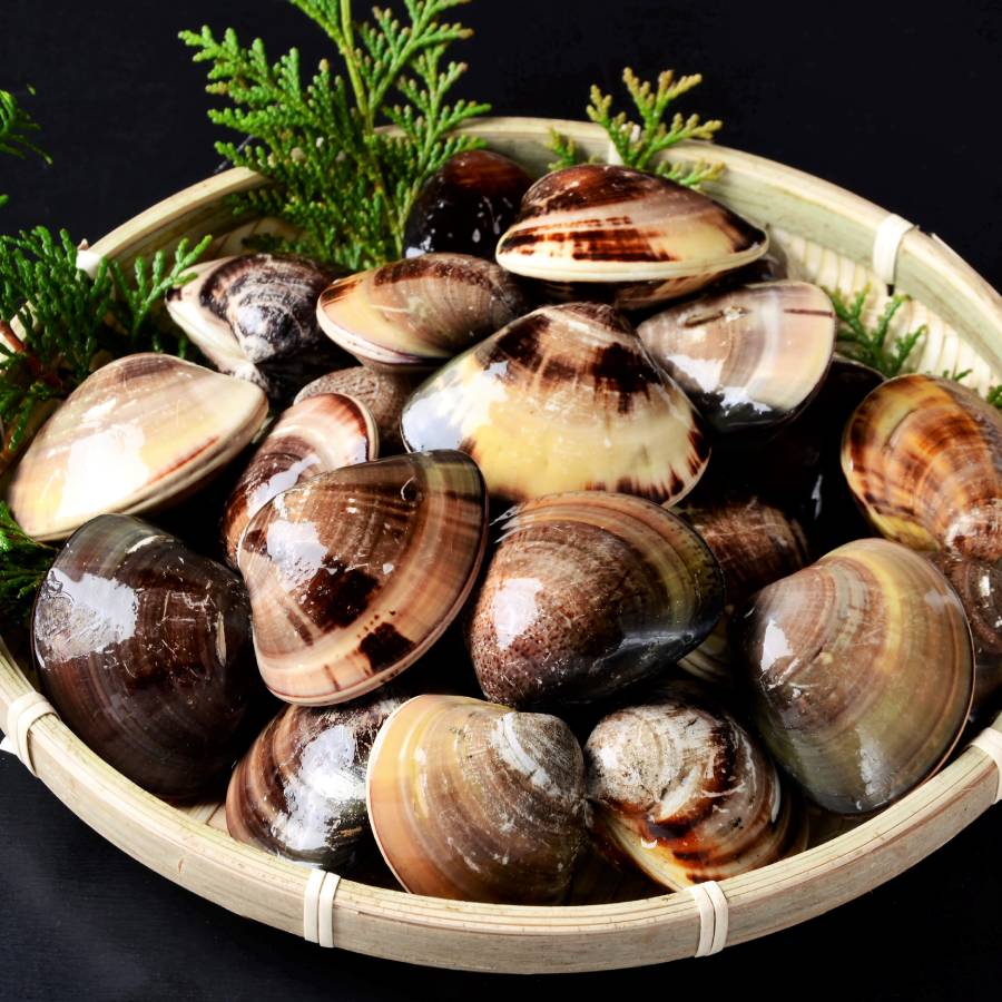 ＜桑名はまぐり屋＞桑名産「はまぐり」5年もの500gx2（計1kg）