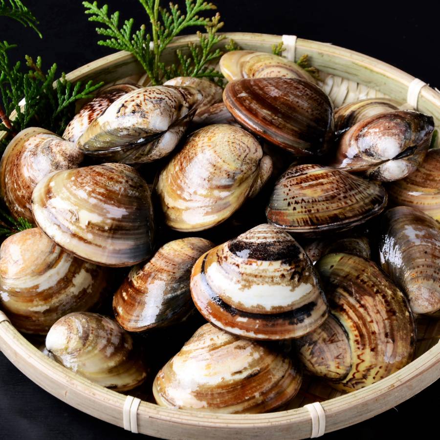 ＜桑名はまぐり屋＞蓄養「はまぐり」5年もの500gx2（計1kg）