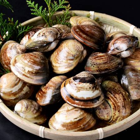 ＜桑名はまぐり屋＞蓄養「はまぐり」5年もの500gx2（計1kg）