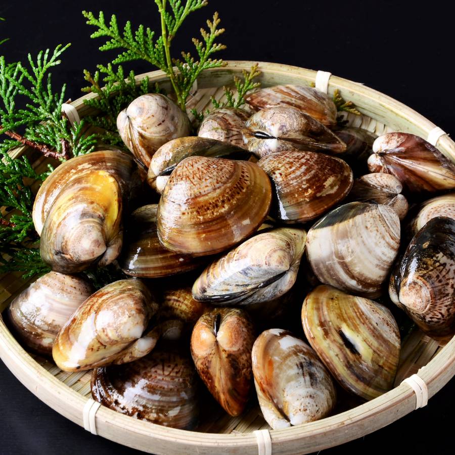 ＜桑名はまぐり屋＞蓄養「はまぐり」3年もの500gx2（計1kg）