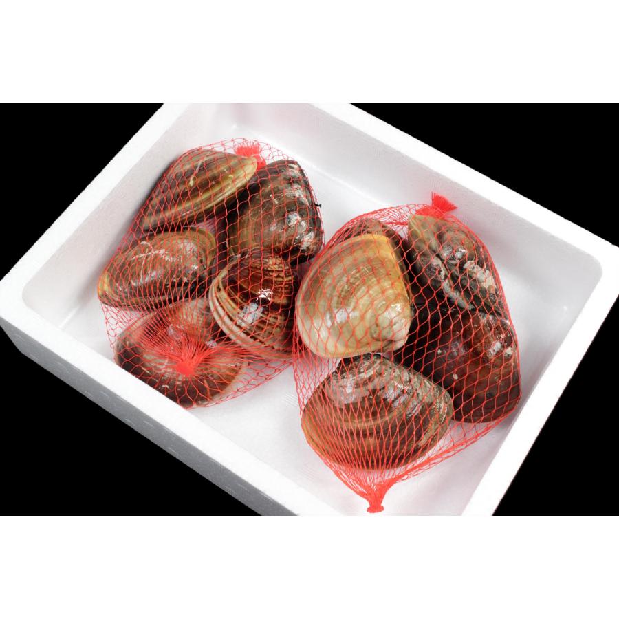 ＜桑名はまぐり屋＞蓄養「はまぐり」3年もの500gx2（計1kg）