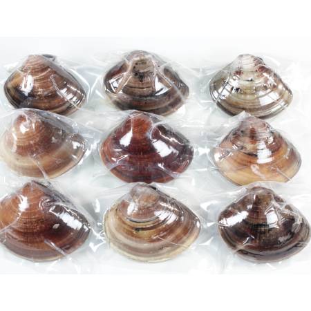 ＜桑名はまぐり屋＞桑名産「はまぐり」10年もの（レトルト）9粒入
