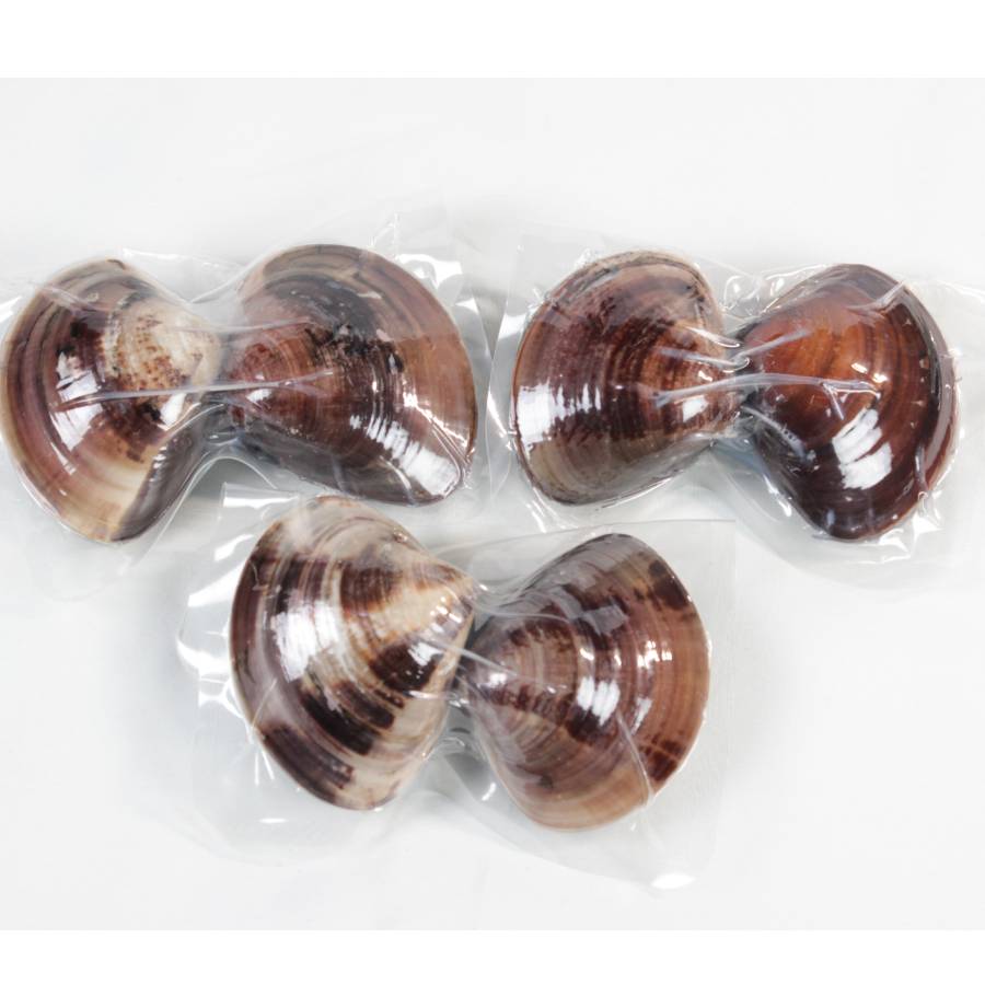 ＜桑名はまぐり屋＞桑名産「はまぐり」５年もの（レトルト）6粒　