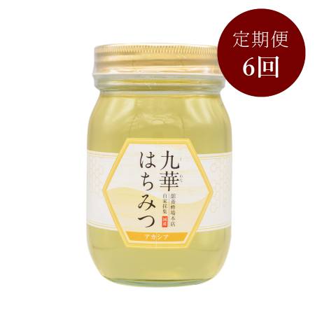 <舘養蜂場本店>「九華はちみつ」(アカシア)500g【6ヵ月定期便】