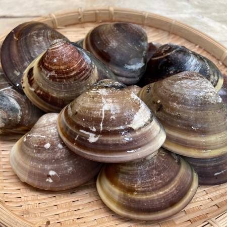 ＜丸元水産＞桑名産「蛤」（大サイズ）500g