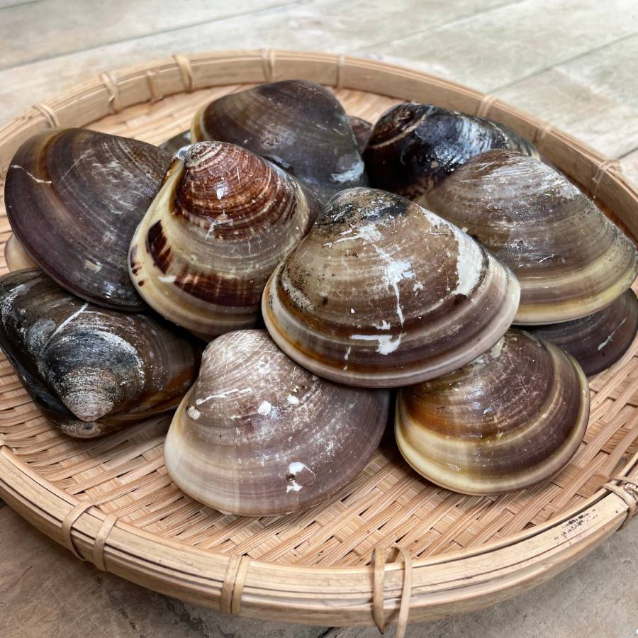 <丸元水産>桑名産「蛤」(大サイズ)500g