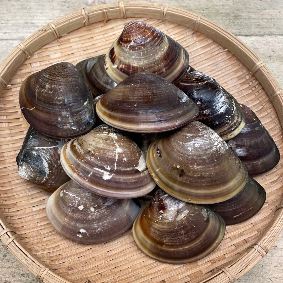 <丸元水産>桑名産「蛤」(大サイズ)500g【3ヵ月定期便】1月開始