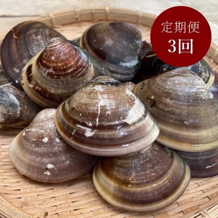 ＜丸元水産＞桑名産「蛤」（大サイズ）500g【3ヵ月定期便】1月開始