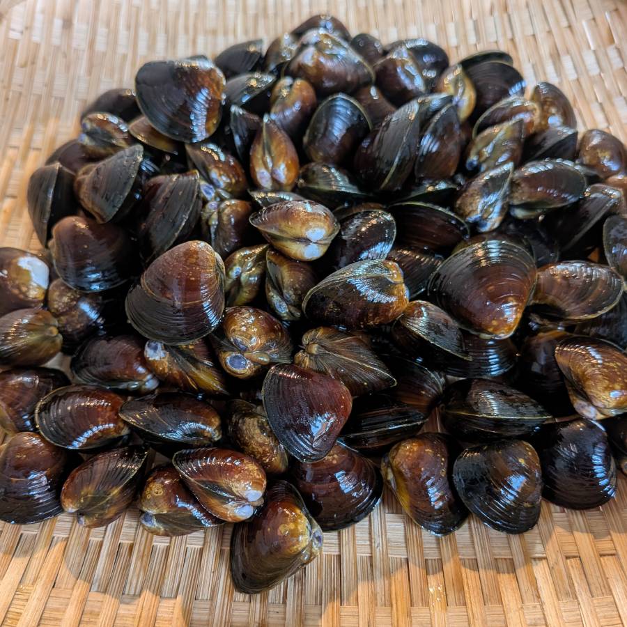 ＜丸元水産＞「蜆」（冷凍）500gx6（計3kg）