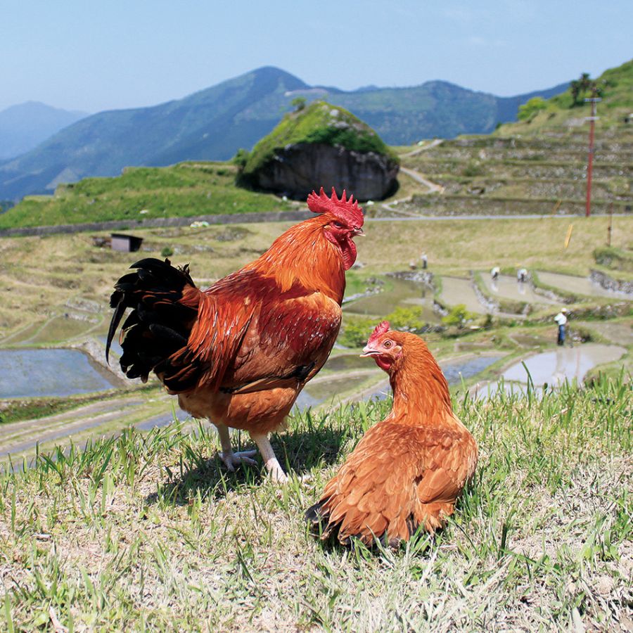 「熊野地鶏」焼鳥串5本×4（計20本）