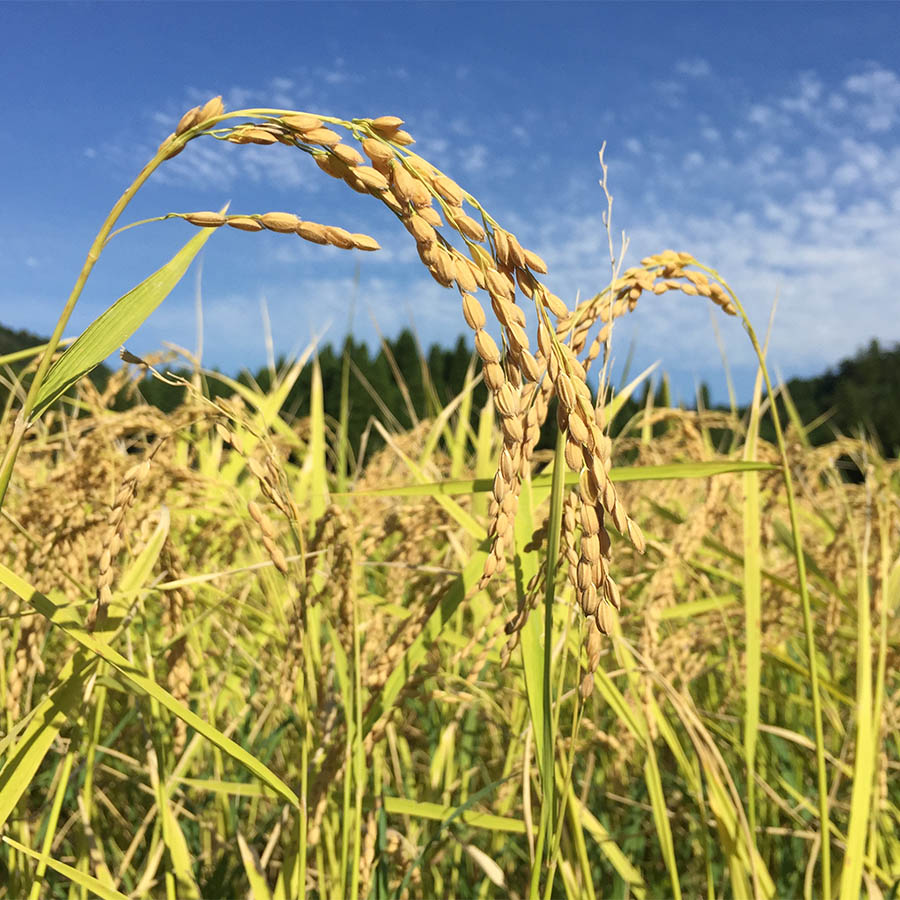 <十六代目米師又八のお米>ギフト用 もっちり甘い「夢ごこち」1.8kg(真空加工)
