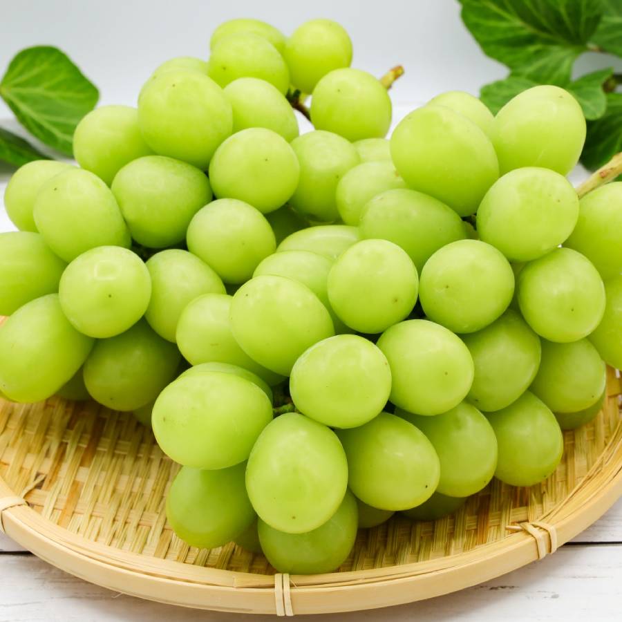 ＜みらいパーク竜王＞「シャインマスカット」Mサイズ２房