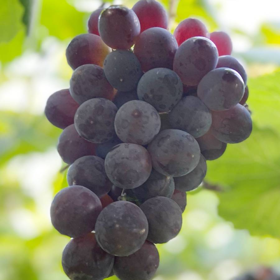 ＜みらいパーク竜王＞「ベリーA」Mサイズ２房