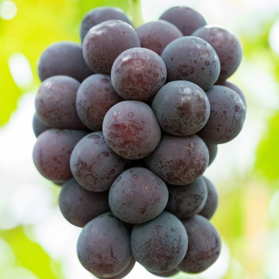 ＜みらいパーク竜王＞「ピオーネ」Mサイズ２房