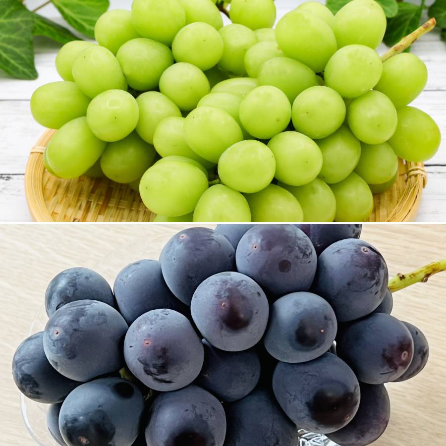 ＜みらいパーク竜王＞おまかせ「ぶどう」2種詰合せ（巨峰・シャインマスカット・ベリーA・クインニーナ・ピオーネ他）Mサイズ各1房（計２房）
