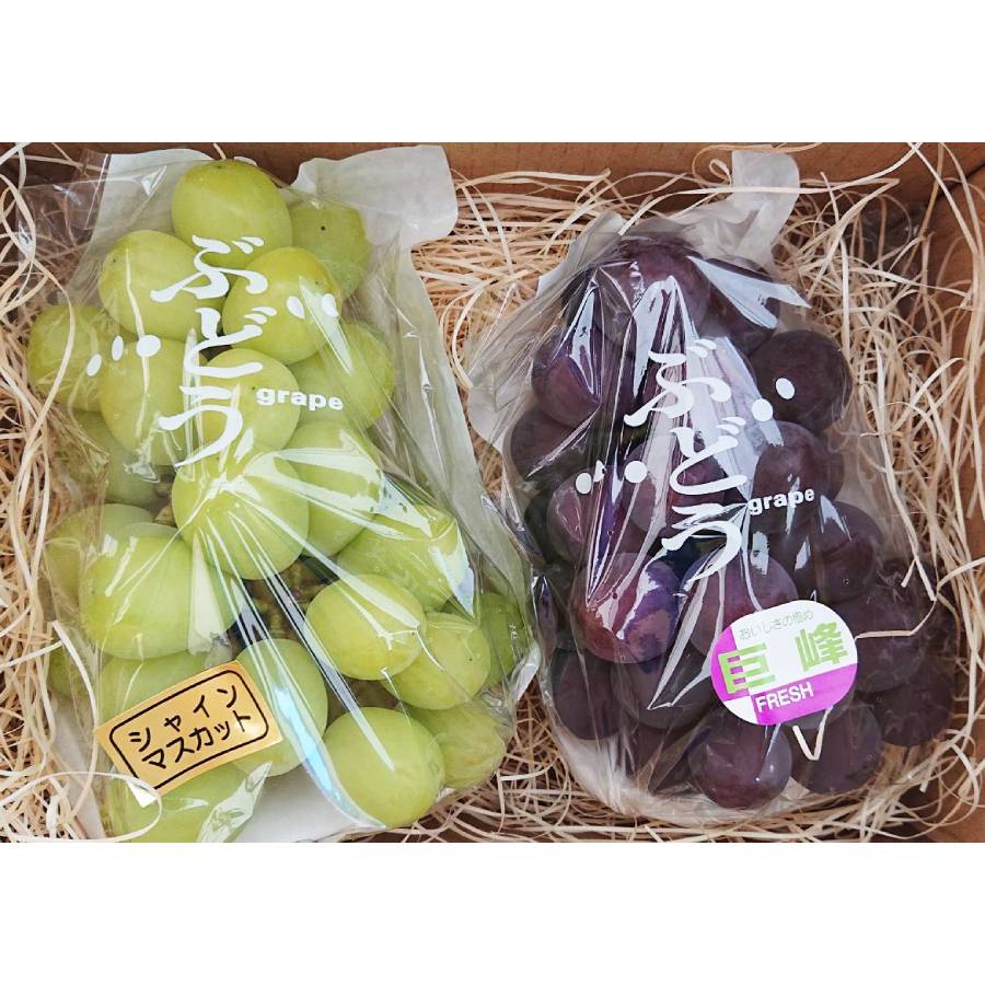 ＜みらいパーク竜王＞おまかせ「ぶどう」2種詰合せ（巨峰・シャインマスカット・ベリーA・クインニーナ・ピオーネ他）Mサイズ各1房（計２房）