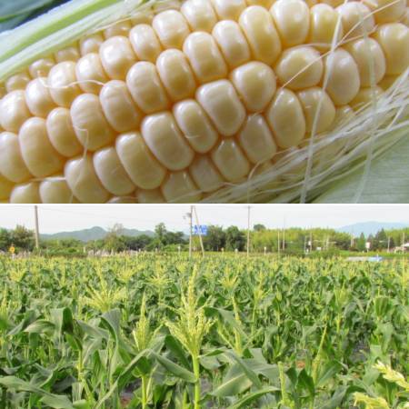 ＜みらいパーク竜王＞とうもろこし「ドルチェドリーム」10本
