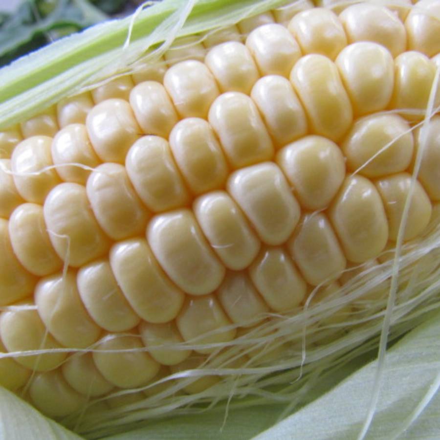 ＜みらいパーク竜王＞とうもろこし「ドルチェドリーム」10本