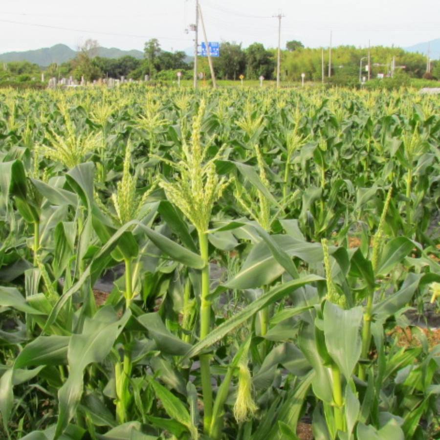 ＜みらいパーク竜王＞とうもろこし「ドルチェドリーム」10本