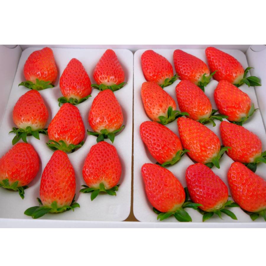 ＜みらいパーク竜王＞おまかせ「苺」２種食べ比べ（章姫・紅ほっぺ・よつぼし・かおり野他）各12～15粒（計2パック）