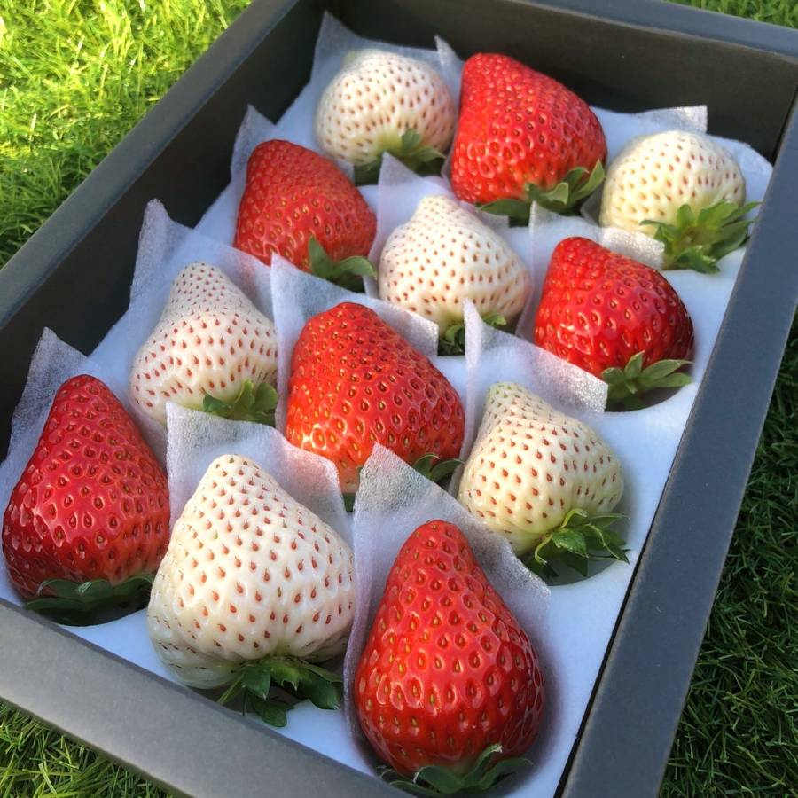 ＜みらいパーク竜王＞「紅白苺」セット各12～15粒（計2パック）