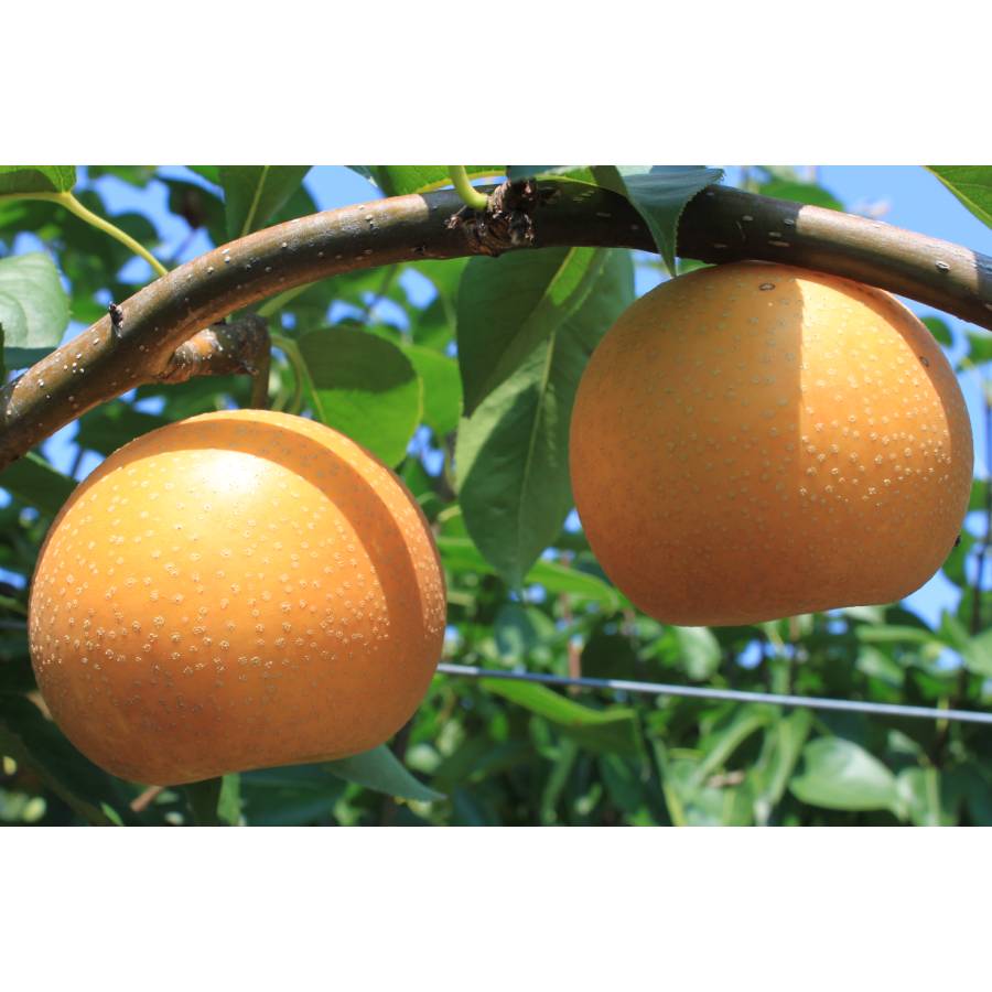 ＜みらいパーク竜王＞「梨」（豊水or幸水）3kg