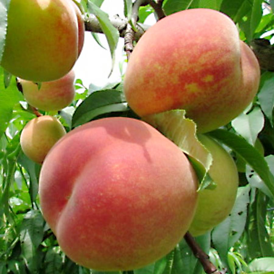 ＜みらいパーク竜王＞おまかせ「桃」（日川白鳳・あかつき・長沢白桃・清水白桃・川中島他）2kg