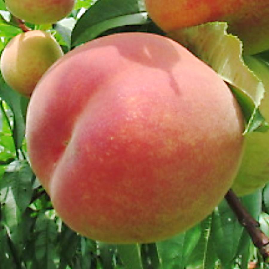 ＜みらいパーク竜王＞「旬の果物」【定期便3回】