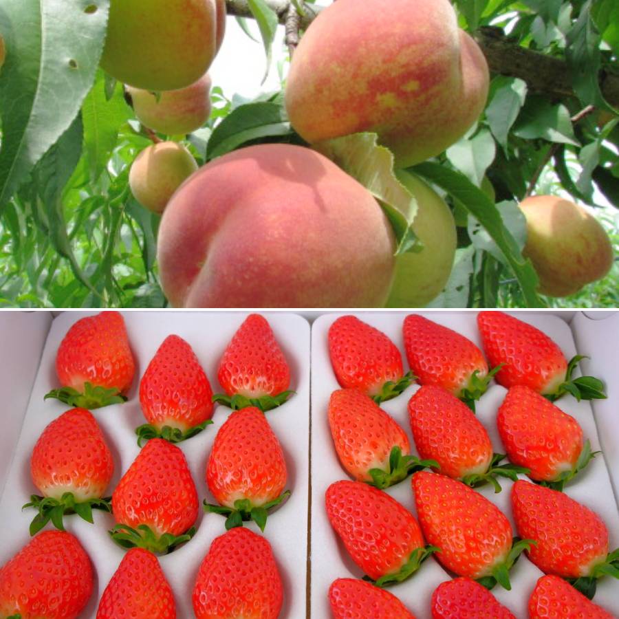 ＜みらいパーク竜王＞「旬の果物」【定期便5回】