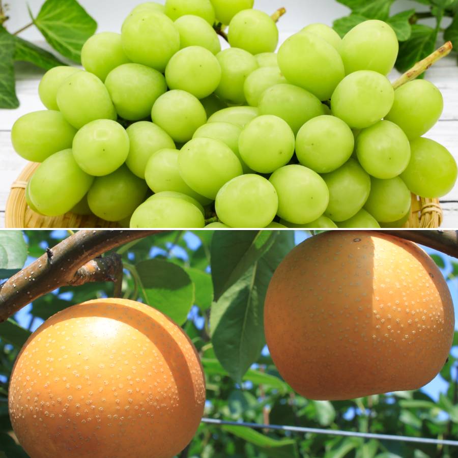 ＜みらいパーク竜王＞「旬の果物」【定期便5回】